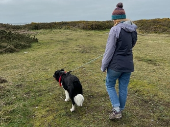 Katy from Ulster Wildlife walks her rescue collie Vinnie. Vinnie is on a lead.