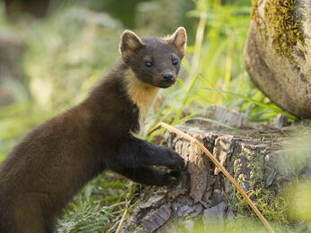 Pine marten
