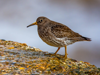 A purple sandpiper standing on a barnacle covered rock. It's a small, dumpy wading bird with orange legs and an orange base to its dark, downcurved beak. It's mainly grey on top, with a white belly