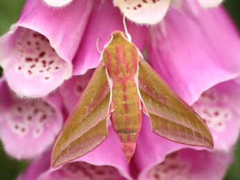 An elephant hawk-moth perched on the pink, tubular flowers of a foxglove. It's a large, olive-green moth with pink stripes
