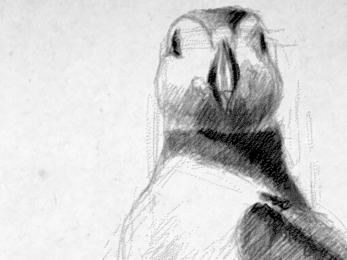 Cy Baker puffin drawing