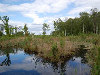 Askham Bog, Yorkshire Wildlife Trust