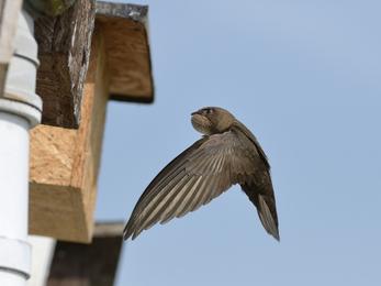 Swift returning to its nestbox under an eave, with its throat pouch bulging with insects