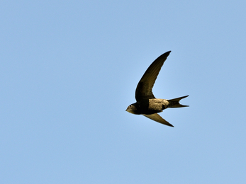 A swift soaring through a blue sky, photographed from below