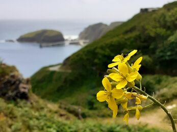 Lundy cabbage with yellow flowers on a costal cliff face