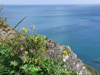 Lundy cabbage with yellow flowers on a cliff edge next to the sea
