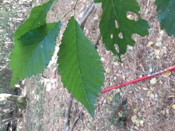 Hayley elm leaf close up