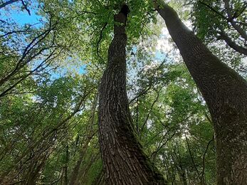 Hayley elm photographed from a low angle looking upwards towards the canopy