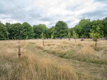 Tree saplings in a meadow of grasses show the beginnings of an orchard. They are surrounded in the background by mature trees
