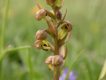 Close-up of a frog orchid with small greenish-yellow flowers tinged with reddish-brown, arranged along a slender stem