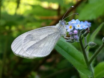 Close-up of a wood white butterfly perched on a small cluster of blue and pink flowers, showing its pale, delicate wings with subtle grey veining