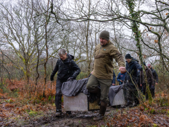 A group of people carry large covered crates through a muddy woodland area, transporting beavers to a release site among bare winter trees