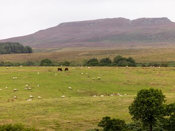 A wide landscape view of a grassy field with numerous sheep scattered across it and a pair of brown cattle grazing near the centre. In the background, low rolling hills rise under an overcast sky, with patches of trees and shrubs along the field edges.