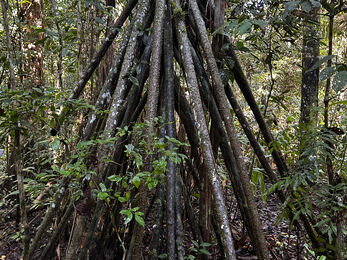 A person halfway up the branch-less trunk of a large A person climbing an aguaje palm to harvest the fruits 