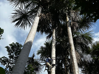 A person halfway up the branch-less trunk of a large A person climbing an aguaje palm to harvest the fruits 