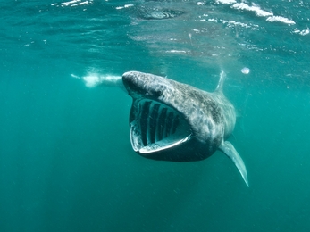 Basking Shark Feeding. Coll, Scotland, UK