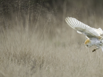 Barn Owl (Tyto alba) swooping onto mouse UK