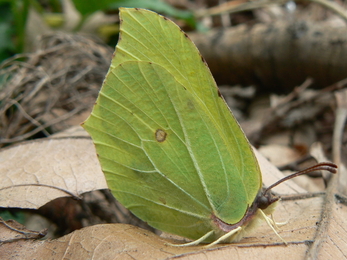 Brimstone