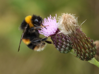 Buff-tailed bumblebee