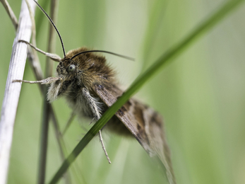 Burnet companion moth on branch