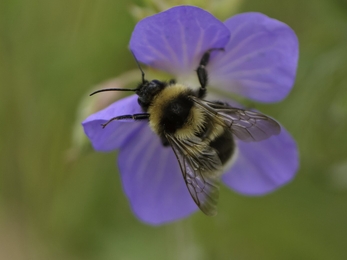 Garden bumblebee