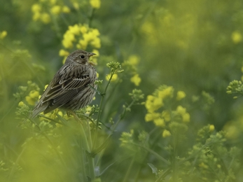 Corn bunting (Milaria calandra) singing in oilseed rape crop at an arable farm in Hertfordshire. April 2011. - Chris Gomersall/2020VISION