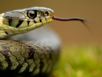 Identify Uk Snakes The Wildlife Trusts