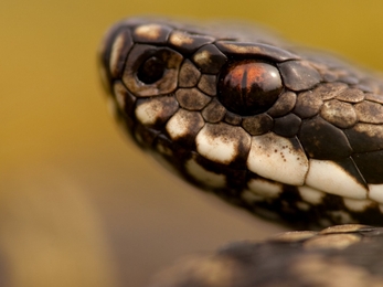 Identify Uk Snakes The Wildlife Trusts