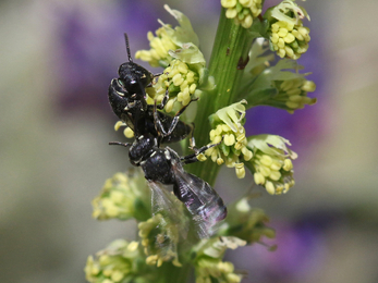 Male Mignonette yellow-faced bee