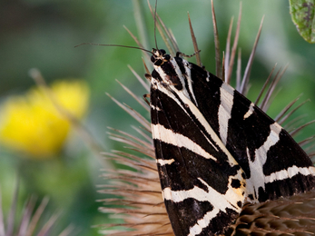 jersey tiger moth