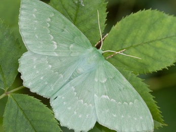 A large emerald moth resting on a leaf