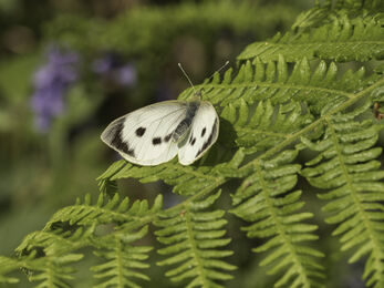 Large White butterfly taken at Heysham Nature Reserve