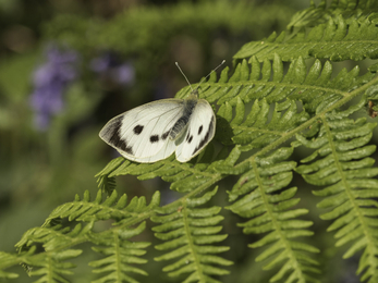 Large White butterfly taken at Heysham Nature Reserve
