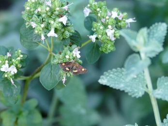 Mint moth on wild marjoram