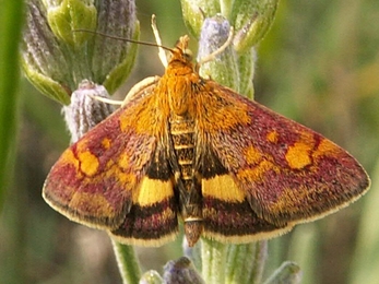 Mint moth