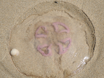 Moon Jellyfish The Wildlife Trusts