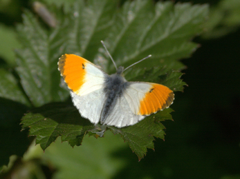 Orange tip