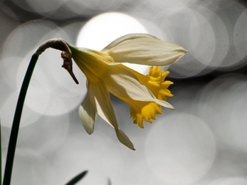 Wild daffodil