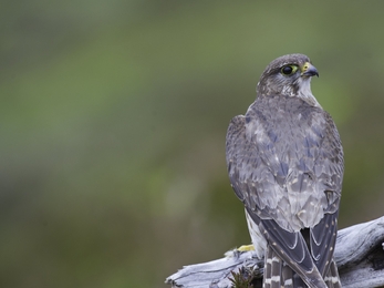 Merlin