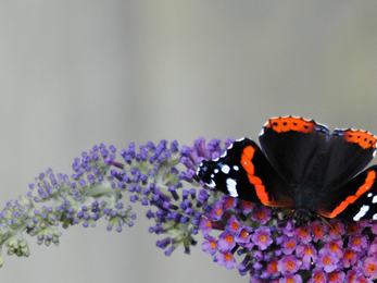 Red admiral