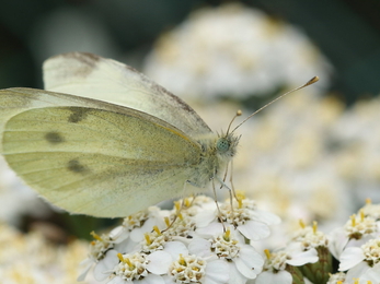 Small white