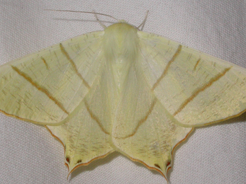 Swallow tailed moth