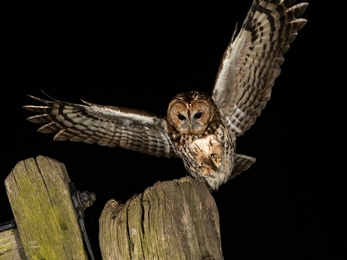 tawny owl at night