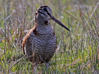 A woodcock standing in a field, surrounded by tall grass. It has cryptic brown plumage, a large eye, and a long straight beak