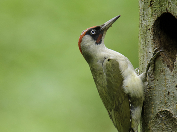 Green woodpecker