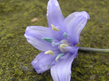 Spanish bluebells