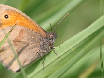 Meadow Brown Butterfly