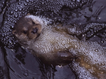 New report reveals pollution is biggest threat to wildlife on our waterways | The Wildlife Trusts New report reveals pollution is biggest threat to wildlife on our waterways | The Wildlife Trusts