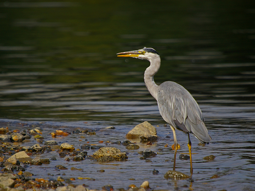 Grey Heron
