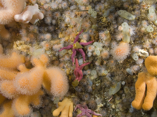 Paul Naylor http://www.marinephoto.co.uk/